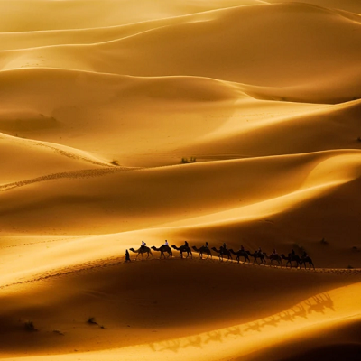 Camels in the Desert